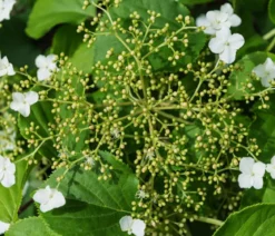 Kletter-Hortensie