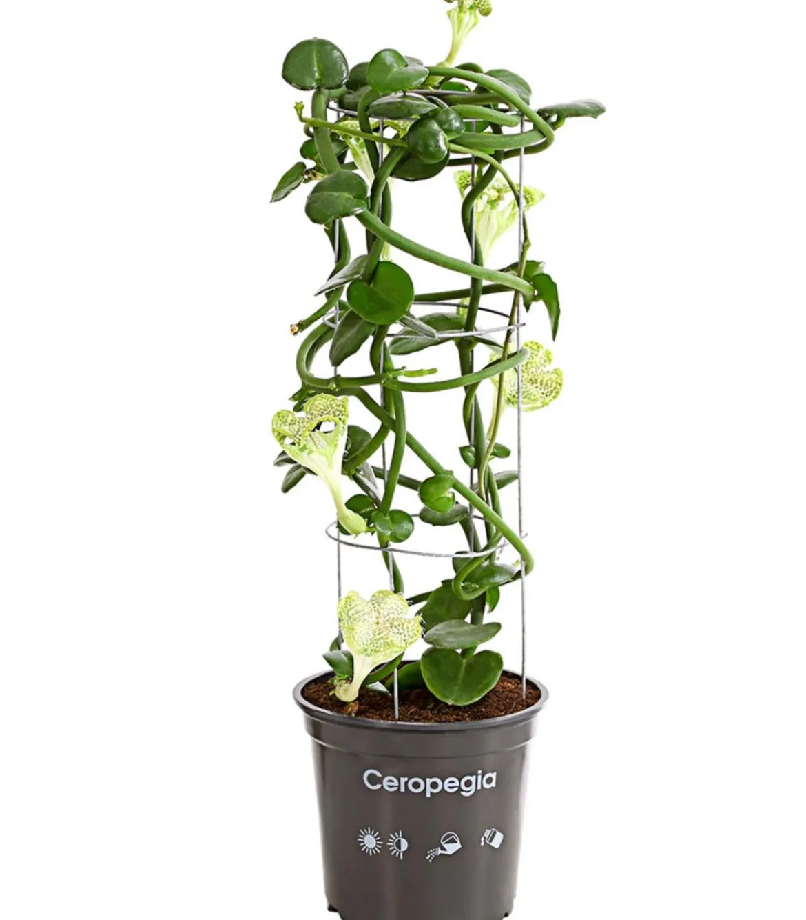 Kletternde Leuchterblume - Ceropegia sandersonii, Säule