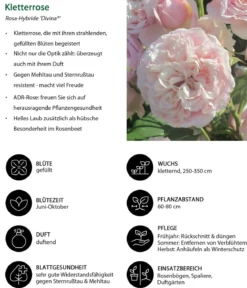 Kletterrose 'Divina'