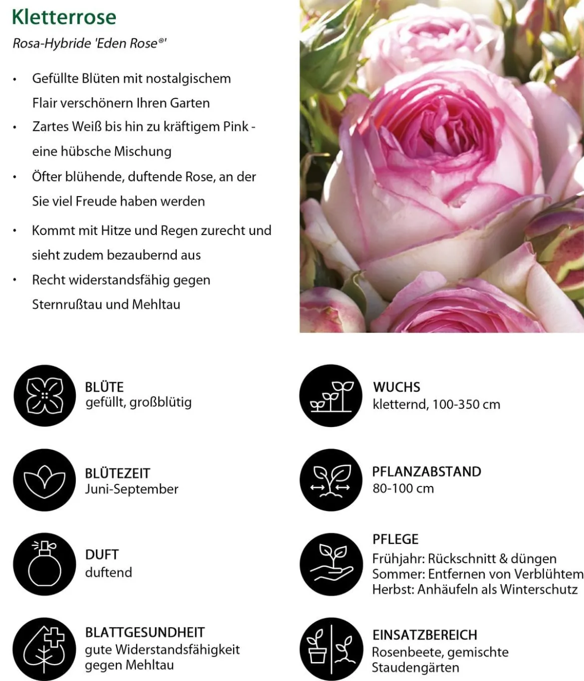 Kletterrose 'Eden Rose®'