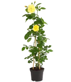 Kletterrosen 'Klettermaxe®'
