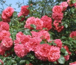 Kletterrosen, verschiedene Sorten