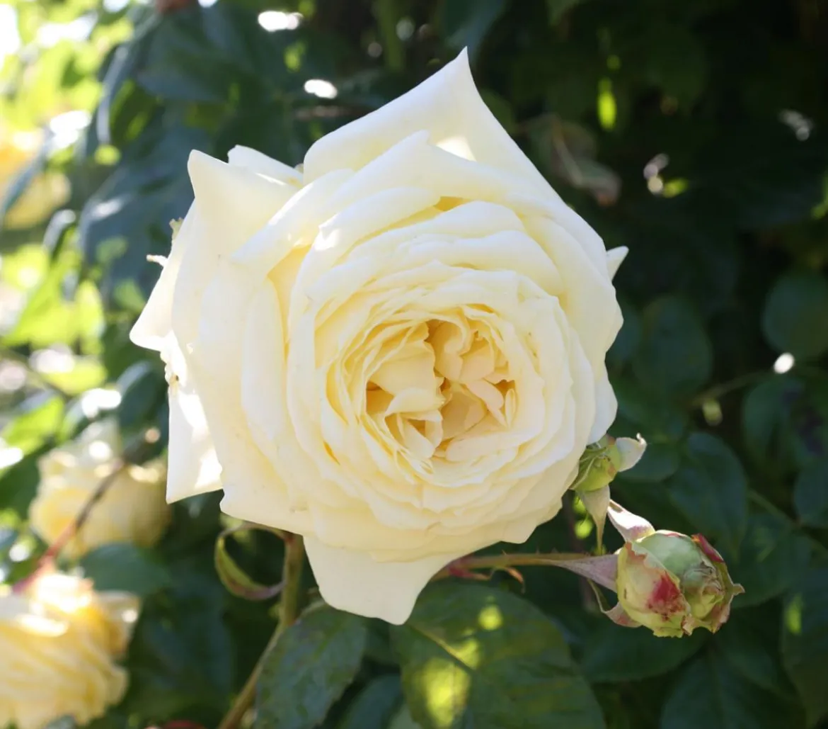Kletterrosen, verschiedene Sorten