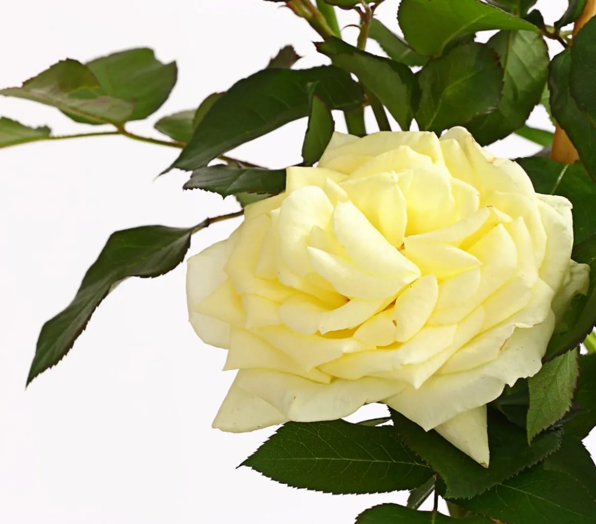 Kletterrosen, verschiedene Sorten