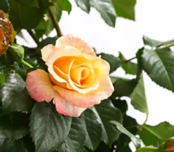 Kletterrosen, verschiedene Sorten