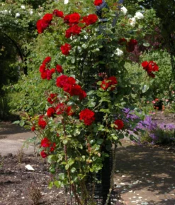 Kletterrose 'Santana®'
