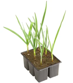 Knoblauch, 6er Schale