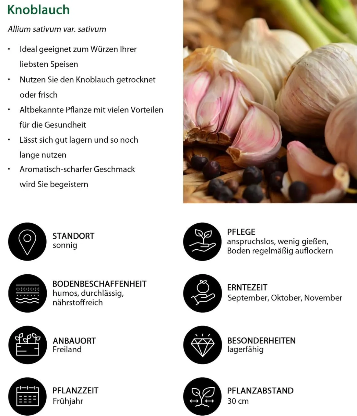 Knoblauch, 6er Schale
