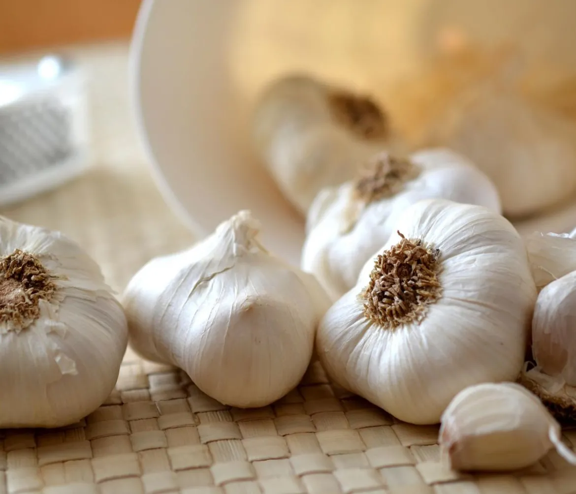 Knoblauch, 6er Schale