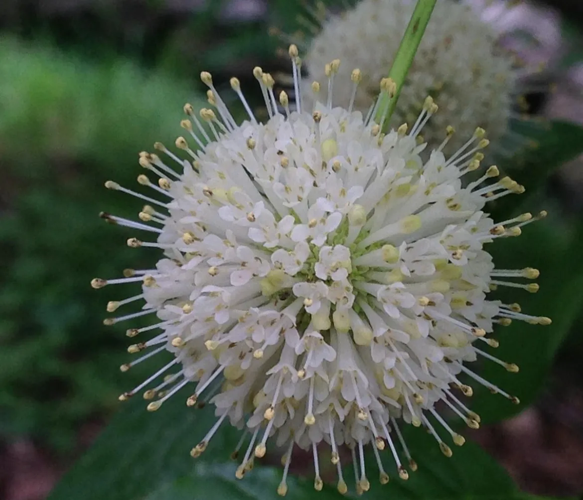 Knopfbusch