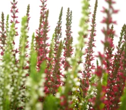 Knospenheide-Duo 'Twin-Girls®', verschiedene Farben