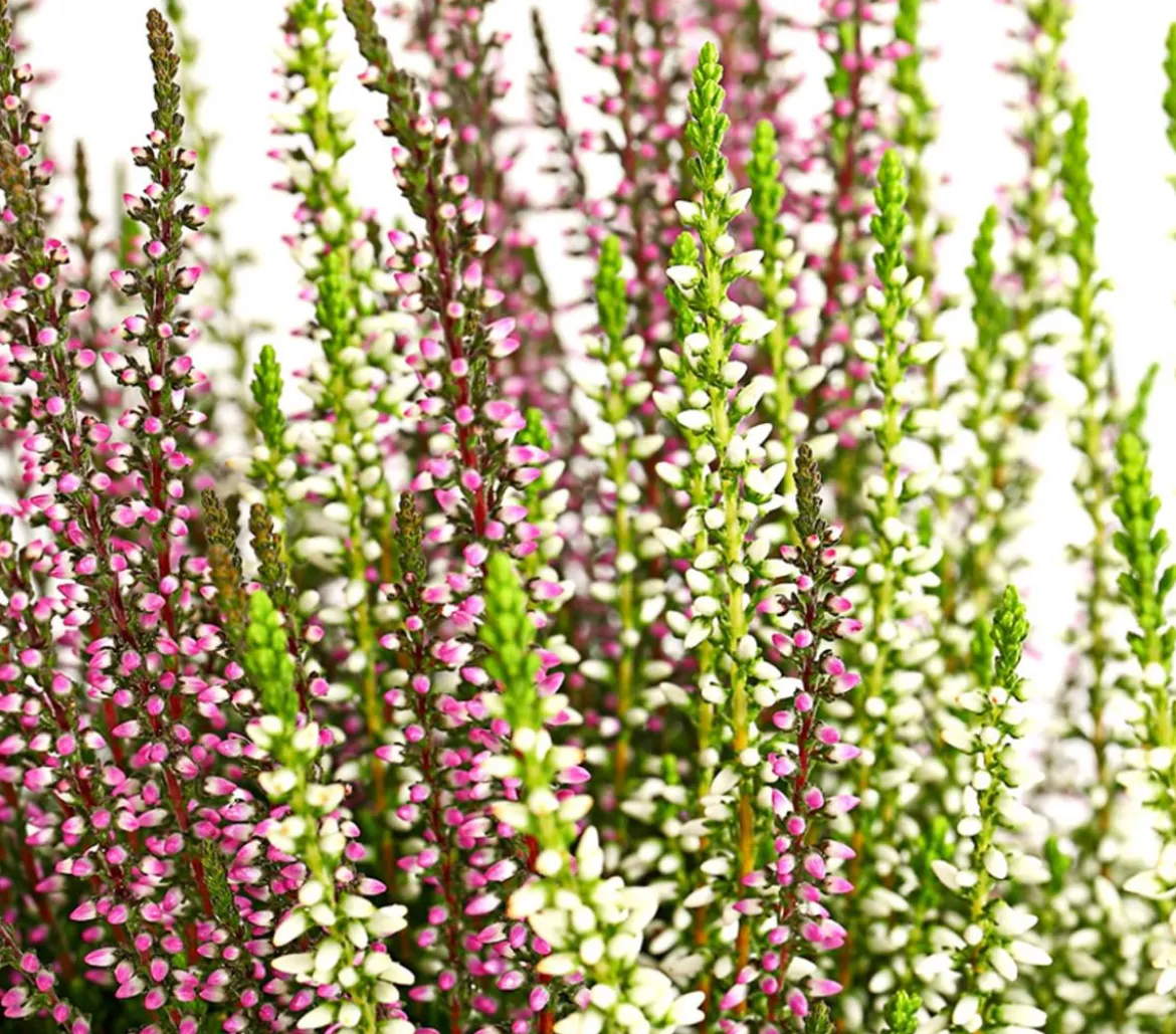 Knospenheide-Duo 'Twin-Girls®', verschiedene Farben