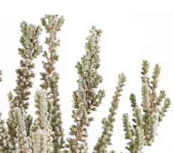 Knospenheide 'Fluffy®'