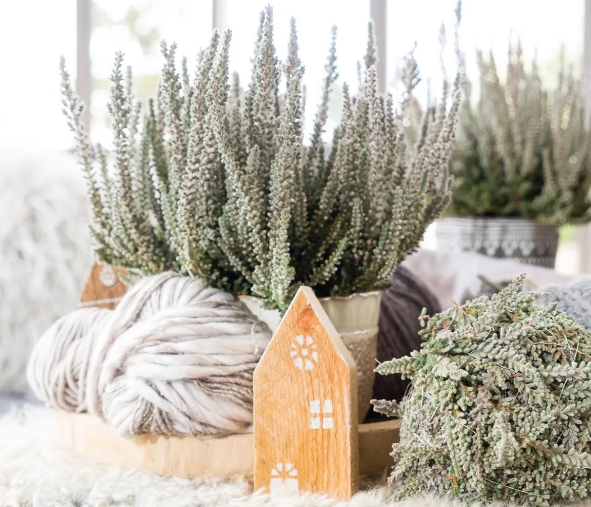 Knospenheide 'Fluffy®'