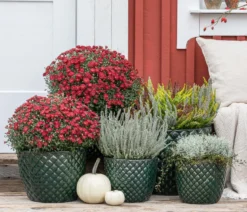Knospenheide 'Fluffy®'