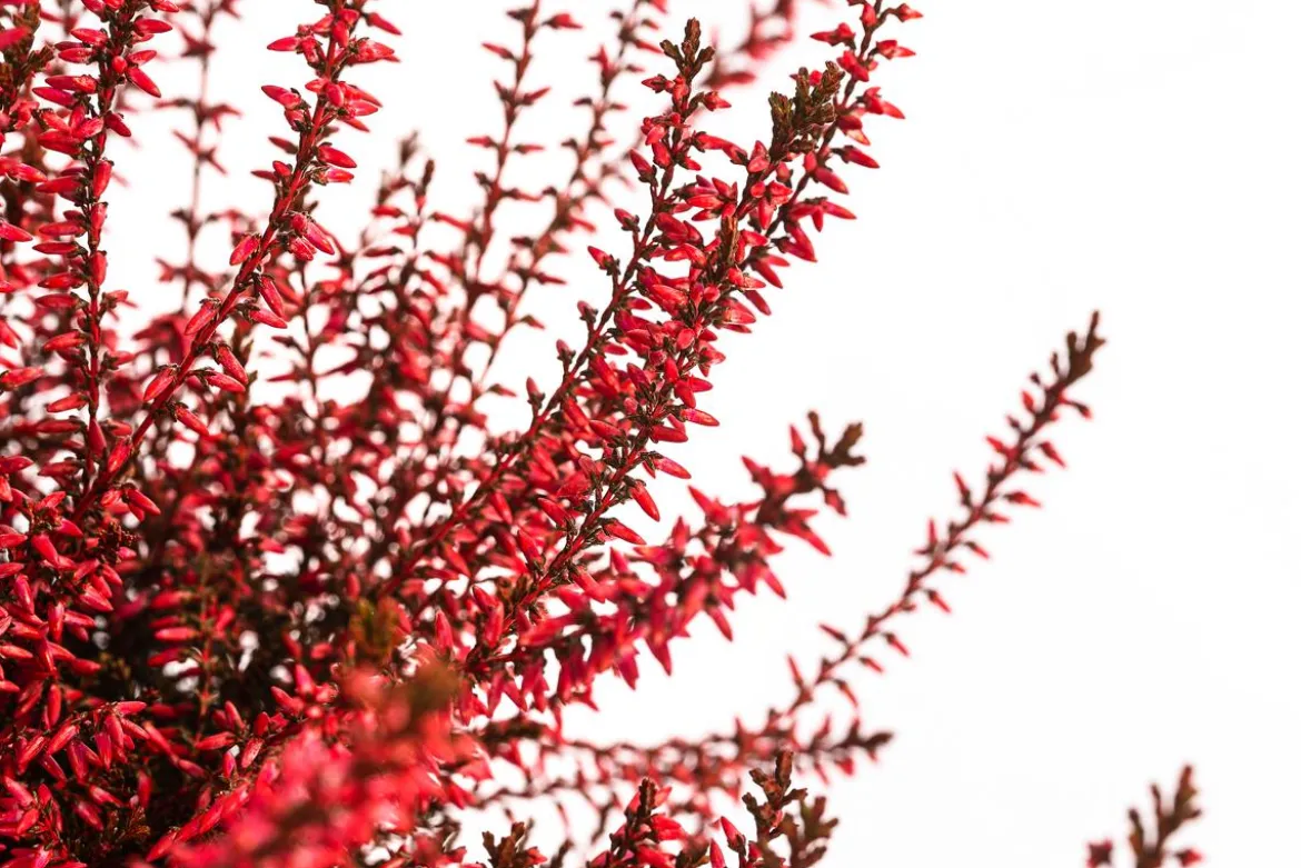 Knospenheide, gefärbt, verschiedene Farben