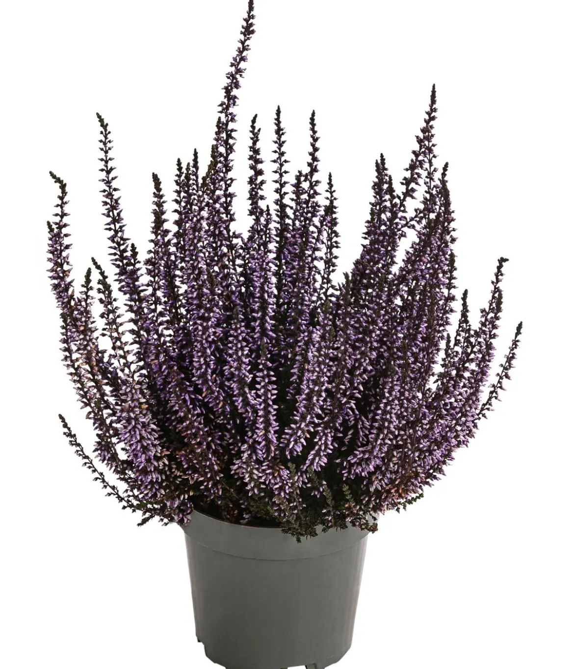 Knospenheide, gefärbt, verschiedene Farben