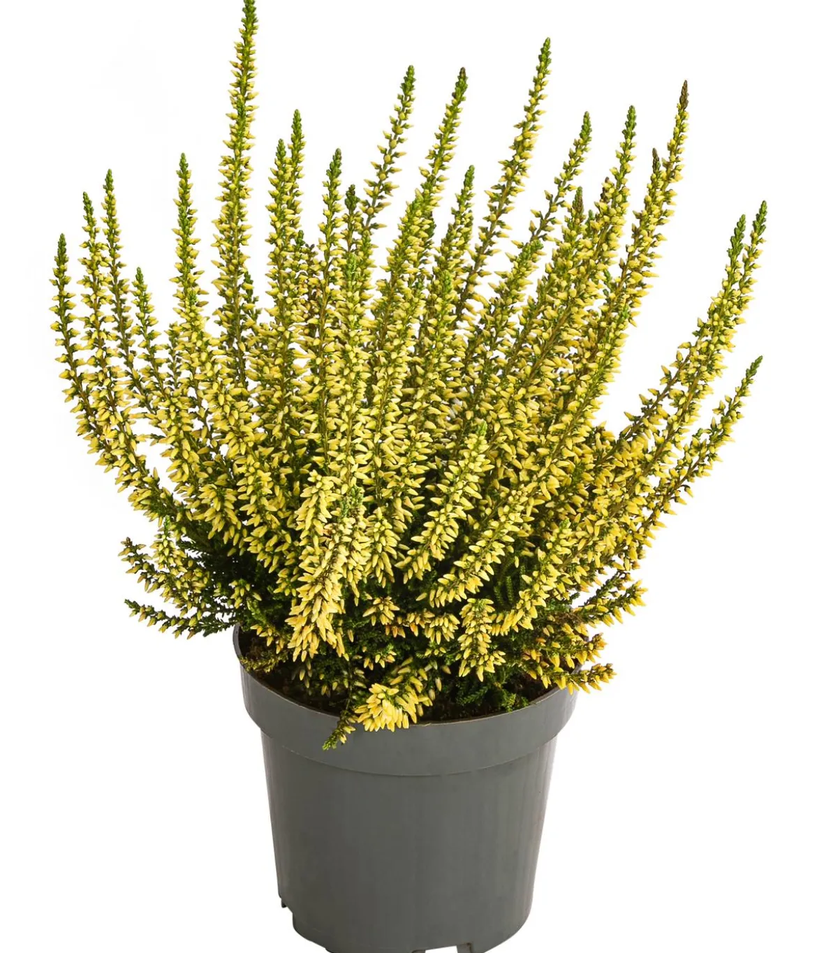 Knospenheide, gefärbt, verschiedene Farben