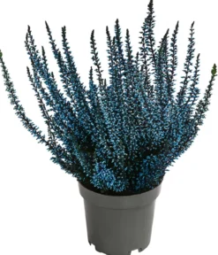 Knospenheide, gefärbt, verschiedene Farben