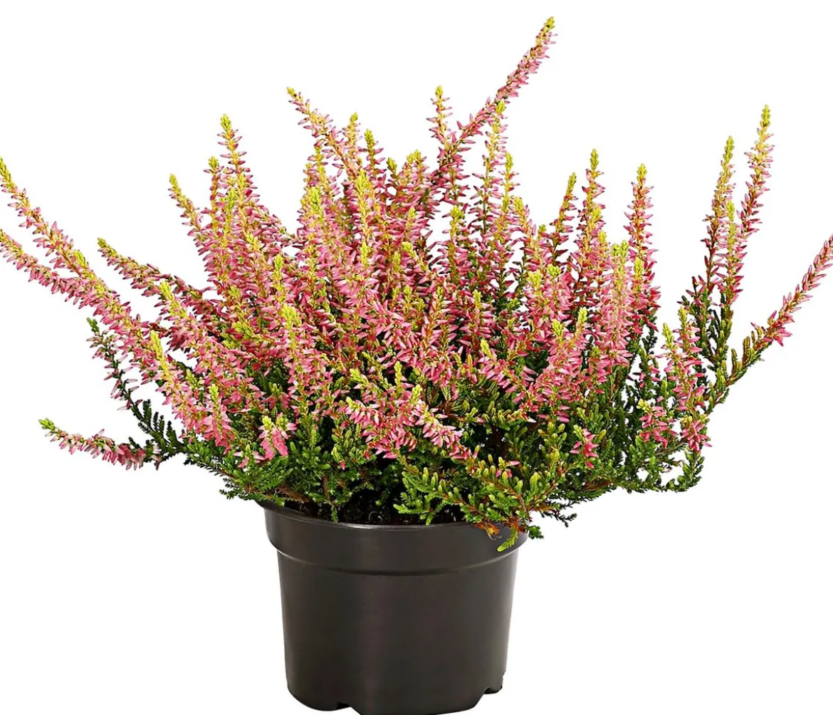 Knospenheide 'Golden Angie®'
