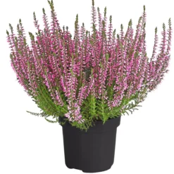 Knospenheide 'Hilda®'