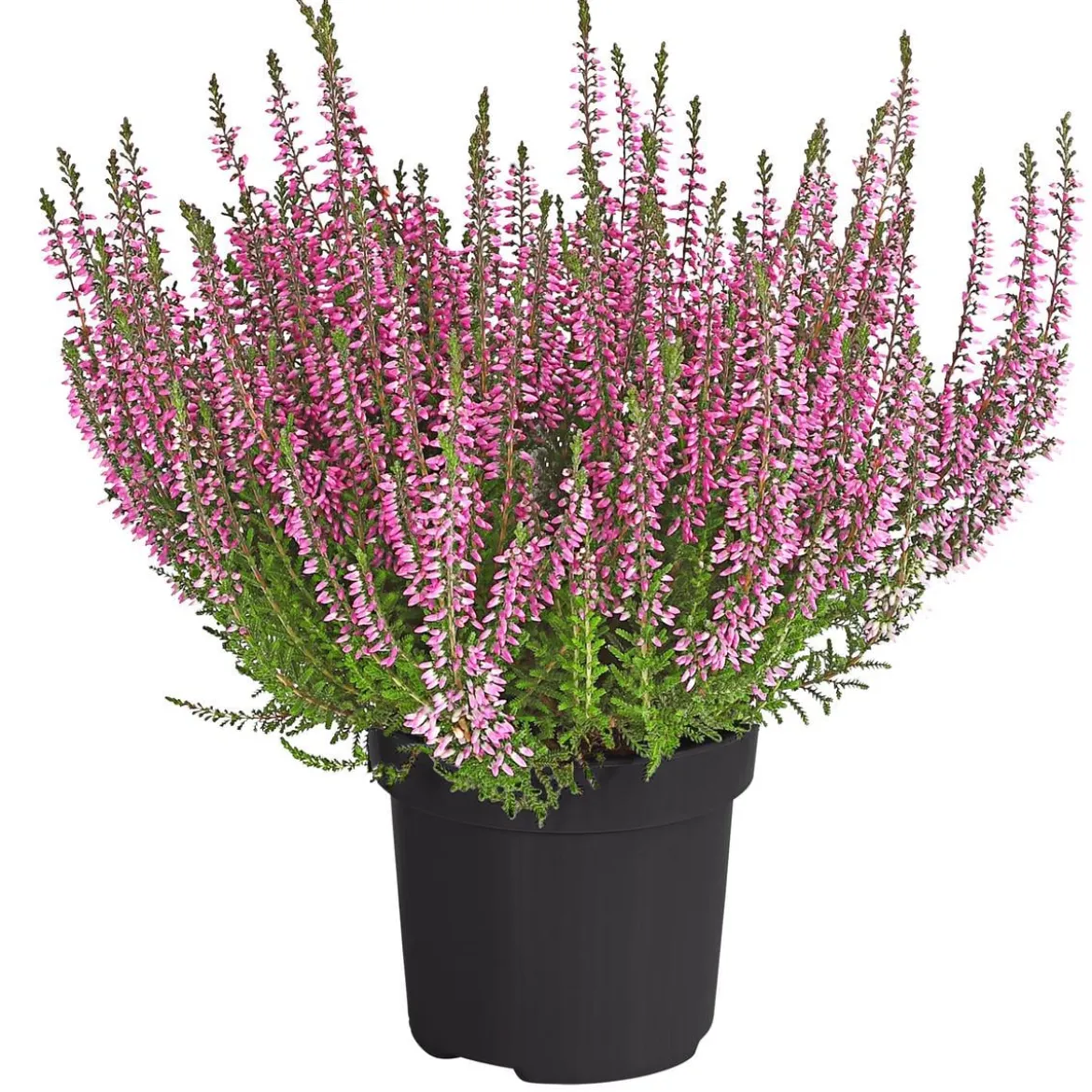 Knospenheide 'Hilda®'