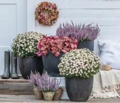 Knospenheide 'Hilda®'