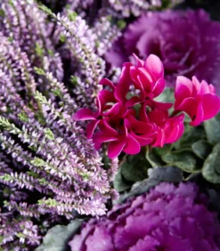 Knospenheide 'Hilda®'
