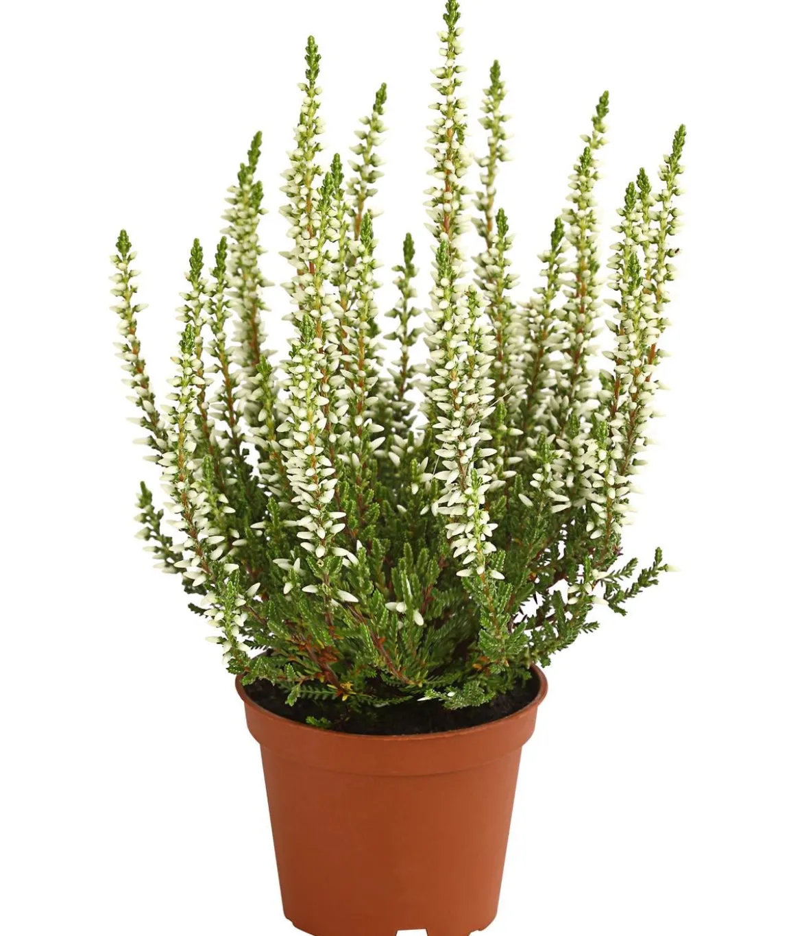 Knospenheide 'Mini-Girls®'
