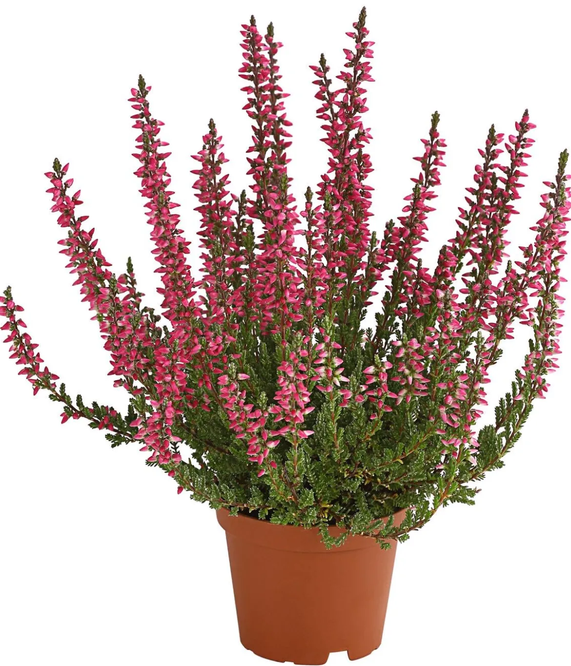 Knospenheide 'Mini-Girls®'