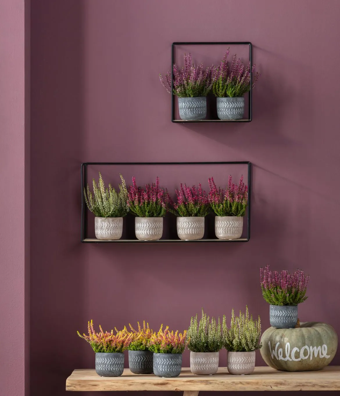Knospenheide 'Mini-Girls®'