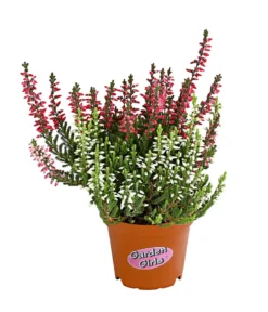 Knospenheide 'Mini-Twingirls®'
