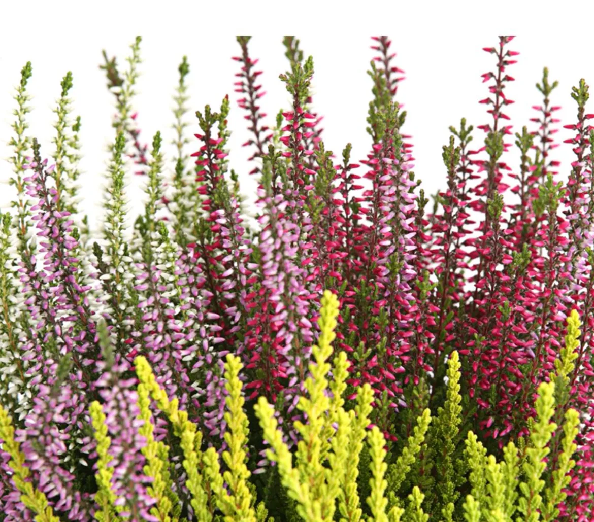 Knospenheide 'Quattro-Girls®'
