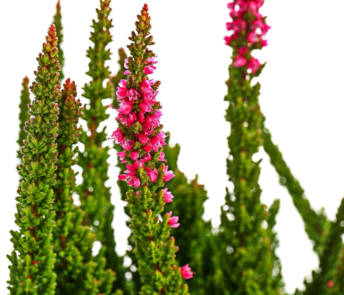 Knospenheide 'Skyline®'