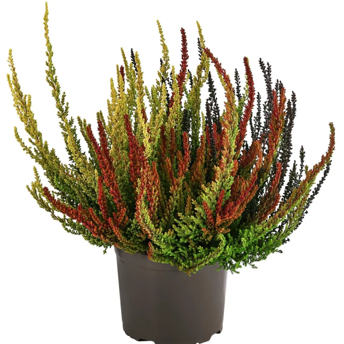 Knospenheide 'Sunset Fire®'