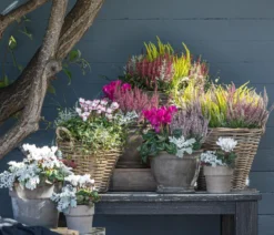 Knospenheide 'Trio-Girls®'