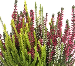 Knospenheide 'Trio-Girls®'