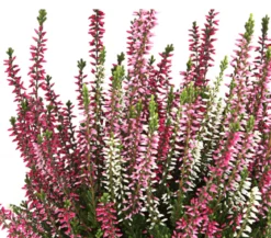 Knospenheide 'Trio-Girls®'
