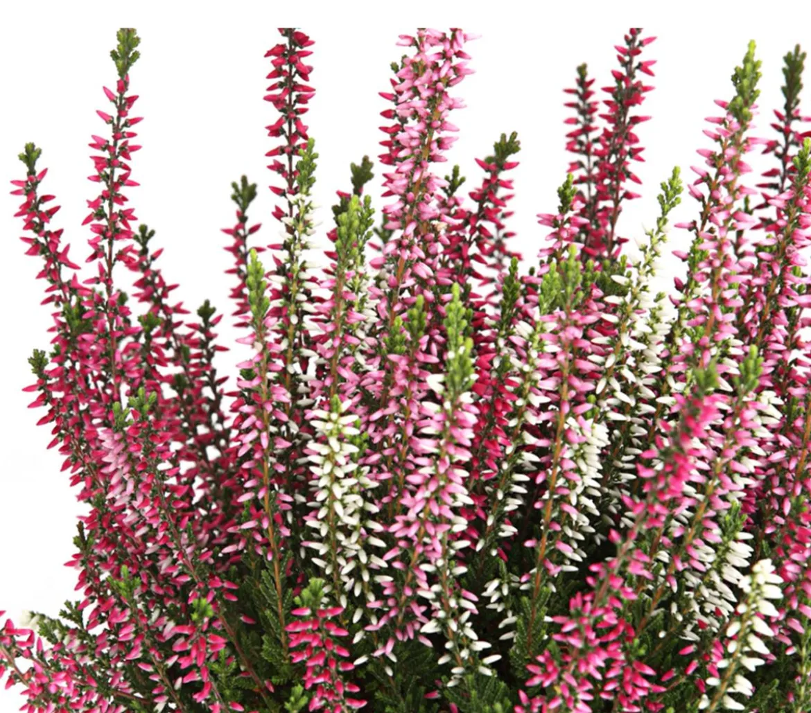 Knospenheide 'Trio-Girls®'