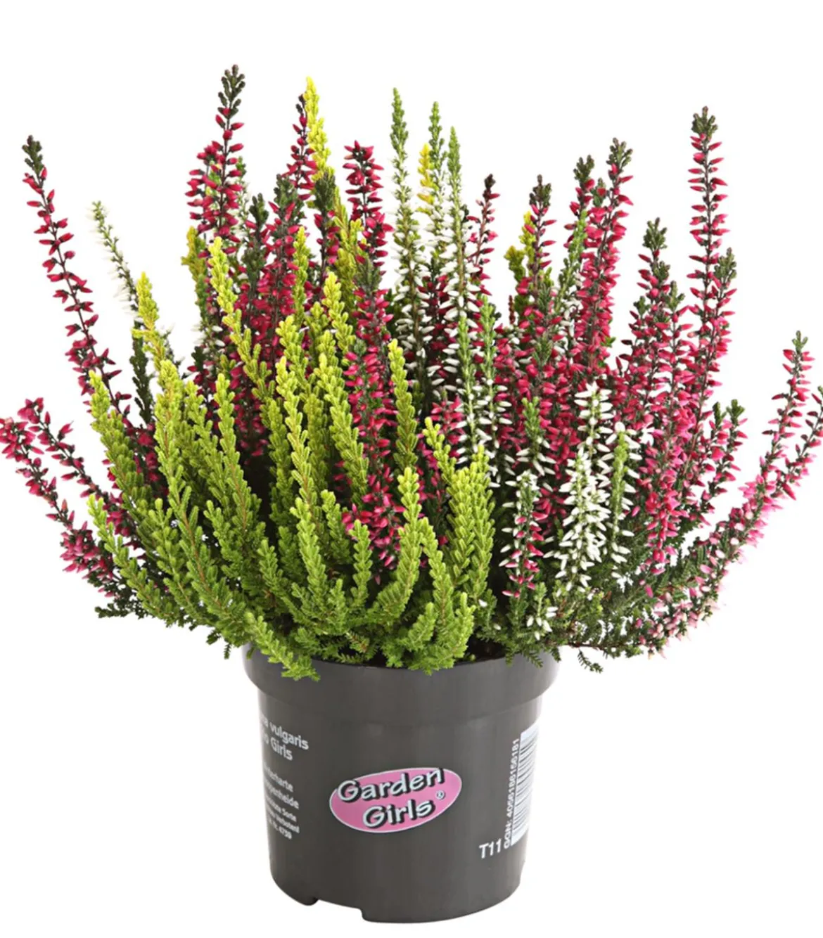 Knospenheide 'Trio-Girls®'