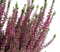 Knospenheide, verschiedene Farben