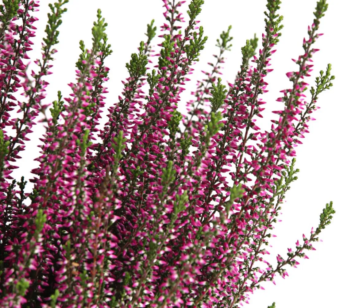 Knospenheide, verschiedene Farben