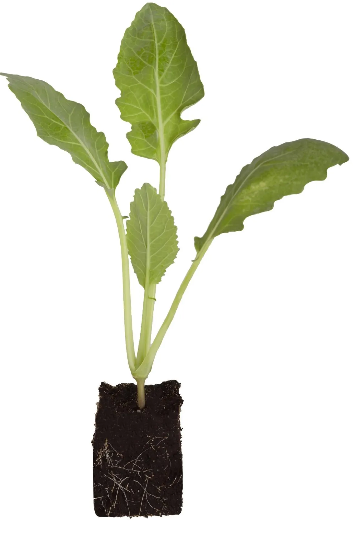 Kohlrabi, weiß, 12er Schale