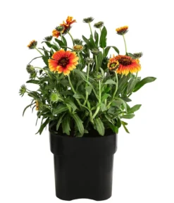 Kokardenblume, verschiedene Sorten