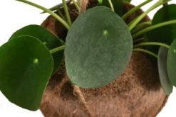 Kokodama-Ampel Glückstaler - Pilea peperomioides