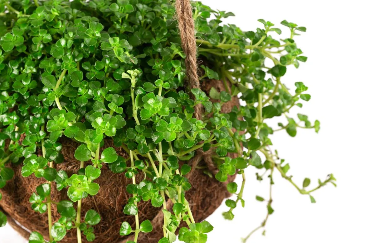 Kokodama-Ampel Kanonierblume - Pilea depressa