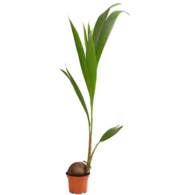 Kokospalme - Cocos nucifera