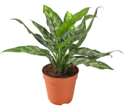 Kolbenfaden - Aglaonema