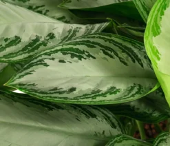 Kolbenfaden - Aglaonema commutatum 'Silver Bay', Hydrokultur