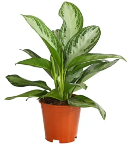 Kolbenfaden - Aglaonema commutatum 'Silver Bay'